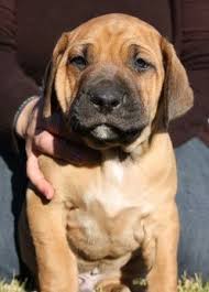 Hello friends today i will tell you 10 incredible mixed cross hybrid of rottweiler and in this i will tell you top 10 mixed breed of. Pin On Mommy Can We Keep It
