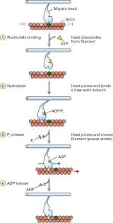 How energy is released when atp is converted to adp and phosphate.watch the next lesson: Figure 18 25 The Coupling Of Atp Hydrolysis To Movement Of Myosin Along An Actin Filament Basic Physics Study Biology Cell Biology