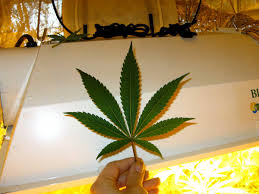 The exhaust fan is located in a central location, like an attic, and connected to duct work that comes from all (lets say) 3 bathrooms. Fun Facts Community Allgrowers Forum Hydroponics Harvesting Cannabis And More