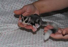 Mosaic Sugar Gliders For Sale Several Sugar Gliders Joeys Are Available Sugar Glider Pet Sugar Glider Sugar Glider Baby