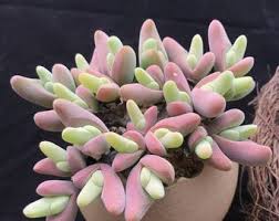 Image result for Kedrostis leloja