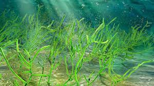 It can be used with a fishbowl that is full of water so that you can catch a fish in the catherby aquarium. Remarkable Discovery Of 1 Billion Year Old Green Seaweed Micro Fossils In China