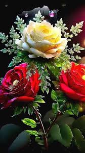 🌹BEAUTIFUL ROSE🌹