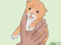 The tiny teeth at the front of the mouth, called the incisors, will start to come through the gums. 4 Ways To Tell How Old A Kitten Is Wikihow
