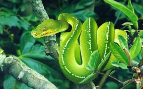 Check spelling or type a new query. Snake Wallpaper 2560x1600 46650