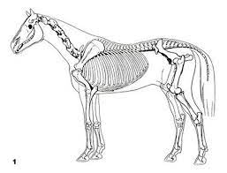 skelett pferd pferd pferd anatomie quarter horses