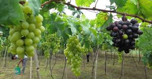 Tôm hùm, nho úc giá rẻ đổ bộ việt nam. Táº£ Gian Nho 6 Máº«u Táº­p Lam VÄƒn Lá»›p 4