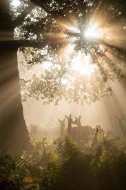 Maureen2musings Woodland Light Chaitdeshphotography Woodland Lights Nature Photo