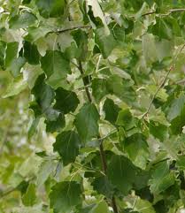 Image result for Populus ×  canescens