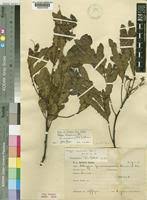 Image result for Albizia zimmermannii