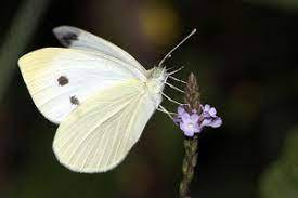 Significado Cuando Aparece Una Mariposa Blanca