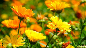Check spelling or type a new query. Manfaat Kesehatan Saat Mengonsumsi Bunga Calendula Merahputih