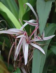 Image result for Crinum rautanenianum