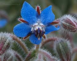Image result for Borago officinalis
