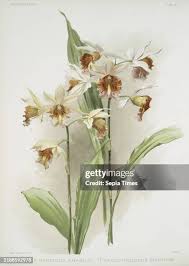 Image result for Phaius occidentalis