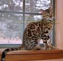 Available Egyptian Mau Kittens For Sale & Cats For Adoption
