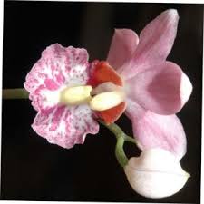 Image result for Bulbophyllum humblotii