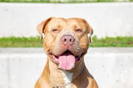 The mastiff mix can have multiple purebred or mixed breed lineage. American Pitbull Terrier Bullmastiff Mix Info Pictures Traits Facts