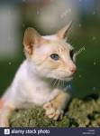 Flame Point Siamese: What You Need to Know About This ...