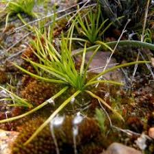 Image result for Isoetes welwitschii