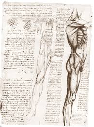 Leonardo Da Vinci Drawings Leonardo Da Vinci Anatomia Artistica Anatomia