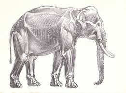 Image result for elephant anatomy