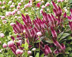 How To Grow Celosia Celosia Flower Plant Gifts Globe Amaranth