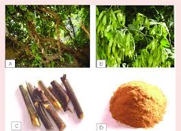 Image result for Ventilago