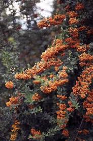 Pin Auf Schnell Wachsende Pflanzen