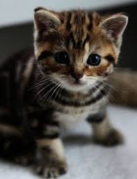 Black And White Kittens For Sale Essex You Re So Warm And Toasty Kittens Cutest Baby Cats Kittens