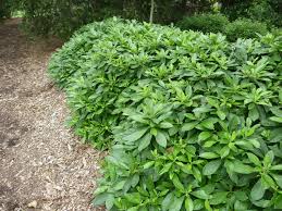 Hymenosporum Flavum Gold Nugget Native Frangipani Gardening With Angus