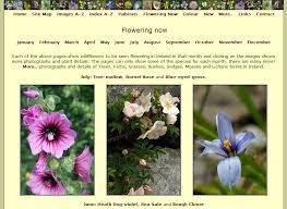The snowdrop signifies hope and beauty. Irish Wildflowers A Fantastic Native Flower Id Resource Ireland S Wildlife