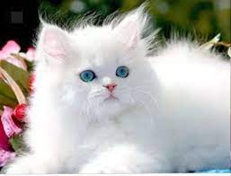 أجمل صور قطط شيرازي فارسي من أيران عالم القطط persian cat cats persian cats for sale