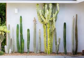 Mescaline is the weakest of the classical psychedelics. Peruvian Apple Cactus Peruvian Torch Cactus Silver Wooly Torch Cactus Mexican Fence Post C San Pedro Cacti Cactus Garden Design Cactus Garden Landscaping