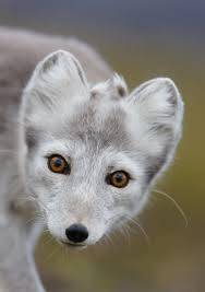 eye contact arctic fox animals animals wild animals beautiful