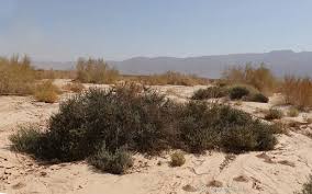 Image result for Suaeda vermiculata