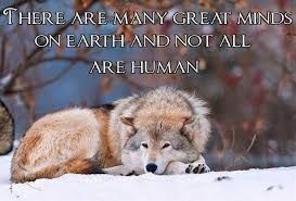 Suskunn Adli Kullanicinin Quotes Sayings Panosundaki Pin Wolf