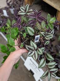Just keep in mind that low light can fade the markings on leaves. How To Care For A Wandering Tradescantia Zebrina Plant