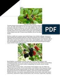 Pinang sudah sangat populer di indonesia karena memang jenis buah ini sangat. Khasiat Daun Mulberry
