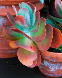 Full sun to partial sun; 10 Outstanding Succulents Finegardening