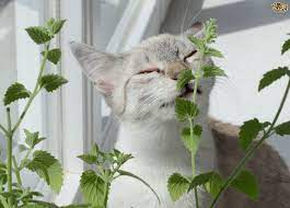 Its medicinal uses include treating headaches, nausea, and helping with anxiety or. Catnip Tumbuhan Mengkhayalkan Ibarat Ganja Tetapi Baik Untuk Kucing Anda Iluminasi