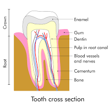 Check spelling or type a new query. Root Canals Inflamed Or Painful Teeth Shanna Chirco Dds