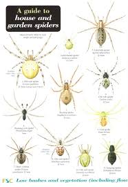 11 South African Spider Identification Chart South African