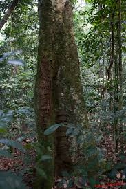 Image result for Panda oleosa