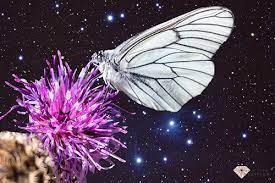 Ves Una Mariposa Blanca El Significado Simbolico Y Espiritual Test Y Quiz