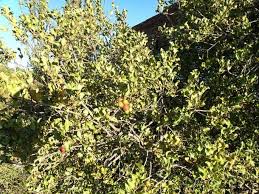 Image result for Euclea undulata