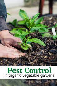 Diatomaceous earth is a naturally occurring, soft sedimentary rock that is crumbled into a fine white powder. Using Diatomaceous Earth In The Garden Turning The Clock Back