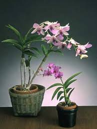 Dendrobium Dendrobiums Need Lots Of Light But Not Direct Sun Dendrobium Orchids Dendrobium Orchids Care Orchids