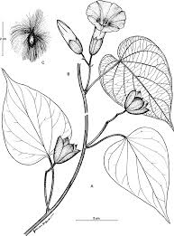 Image result for Ipomoea involucrata