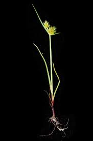Image result for Cyperus cuspidatus